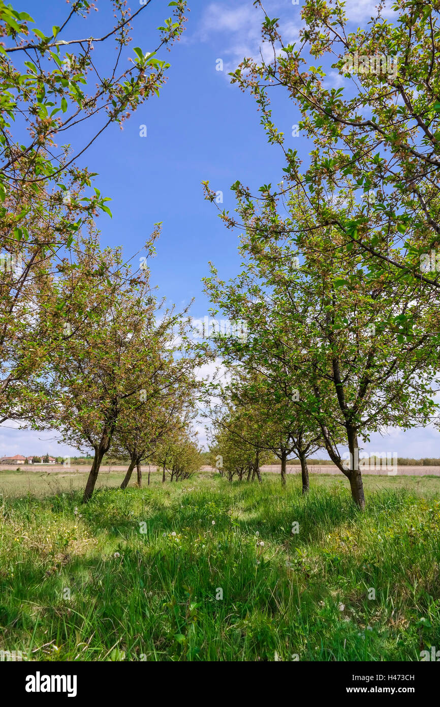 Un albero ciliegio olantation in primavera Foto Stock