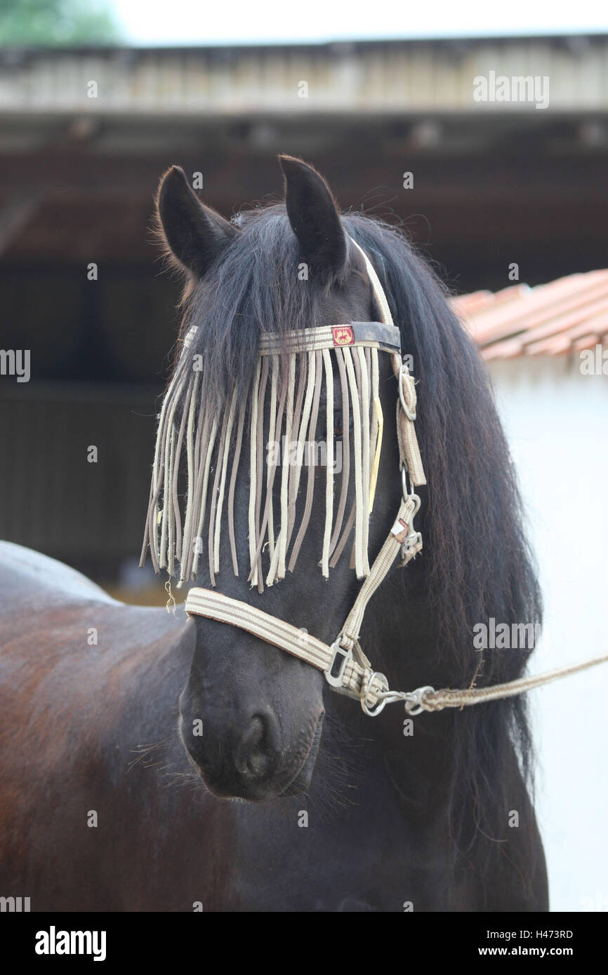 Cavallo con protezione aerea, Foto Stock