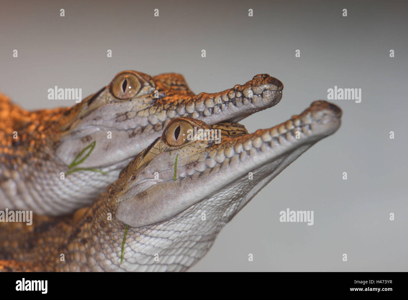 I giovani coccodrilli di acqua salata, Foto Stock