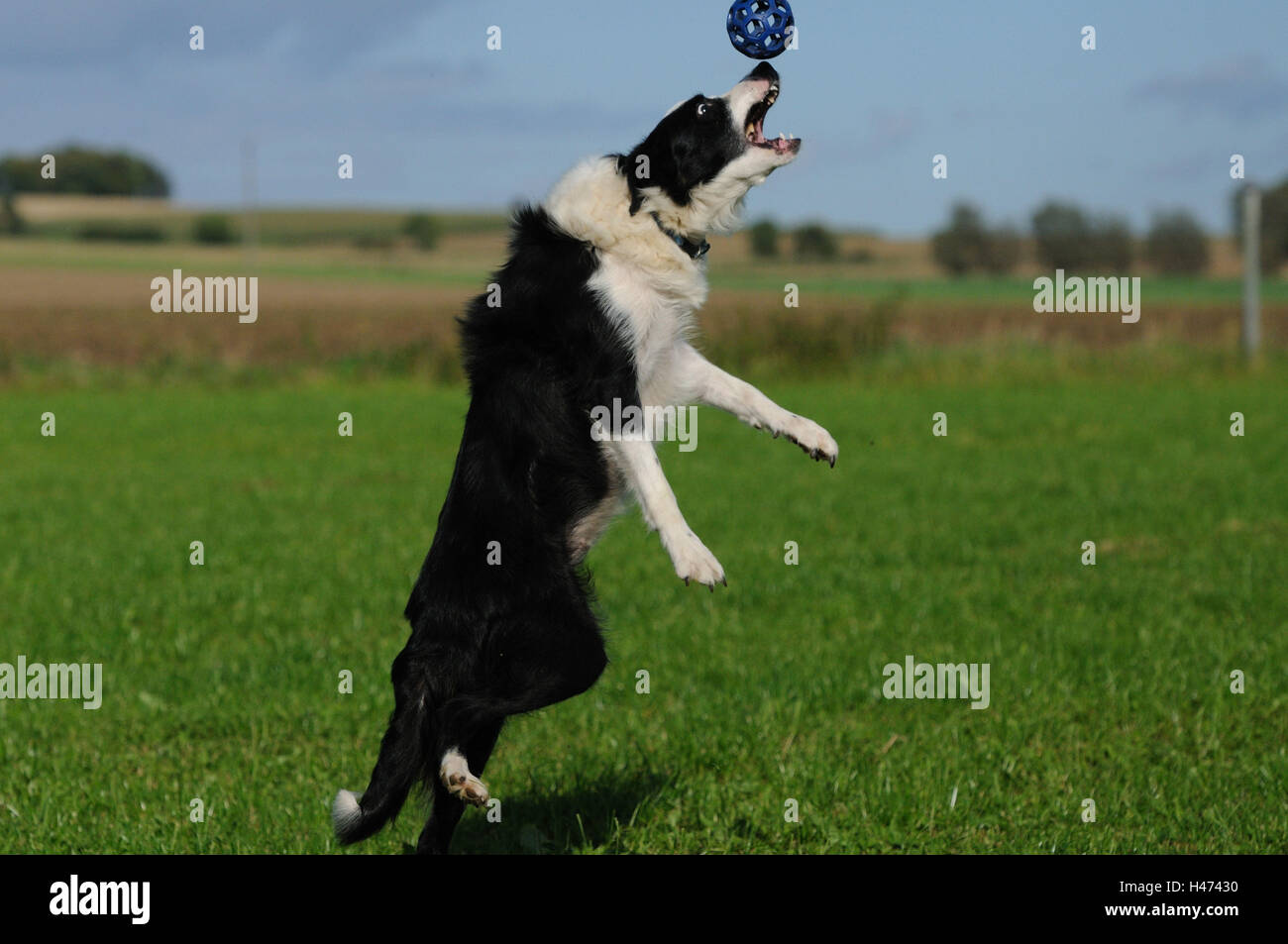 Di Border Collie, jump, cieli, sfera, trappola Foto Stock