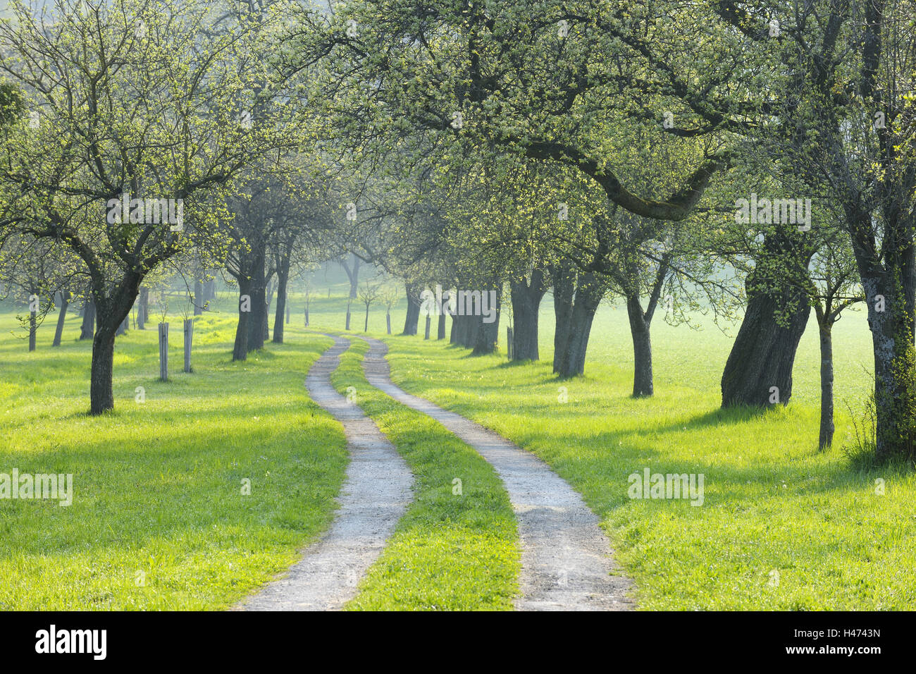 Lontano, peri, molla, succo di frutta quarta, Austria Inferiore, Austria, Foto Stock