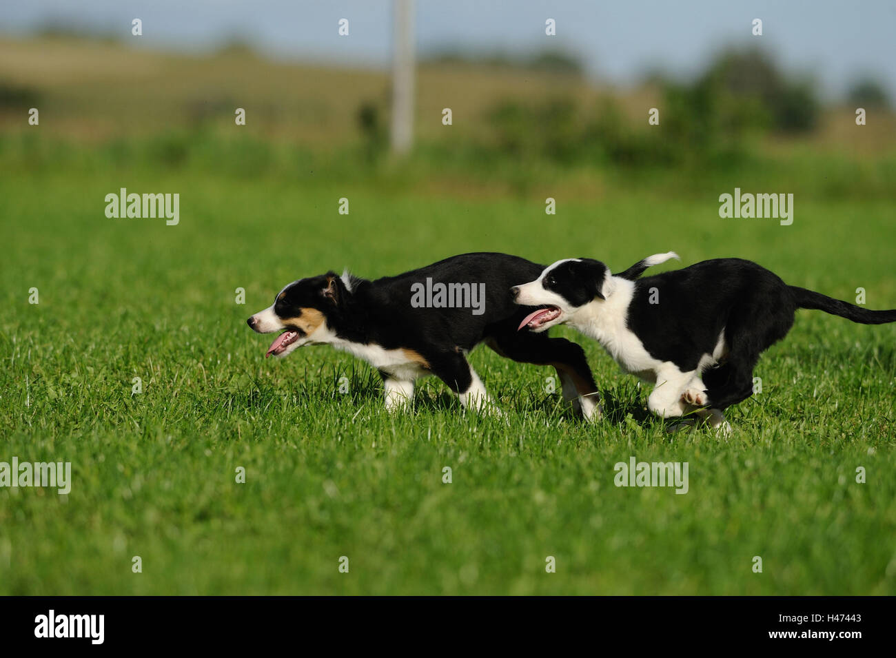 Di Border Collie, cuccioli, esegui, vista laterale Foto Stock