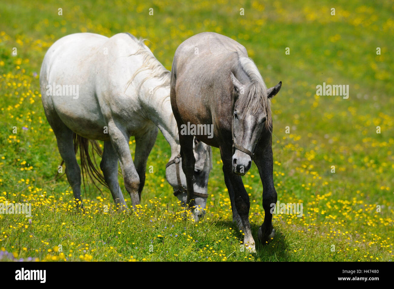 I cavalli domestici, Equus ferus caballus, con testa, andare, fiore prato, paesaggi, Foto Stock