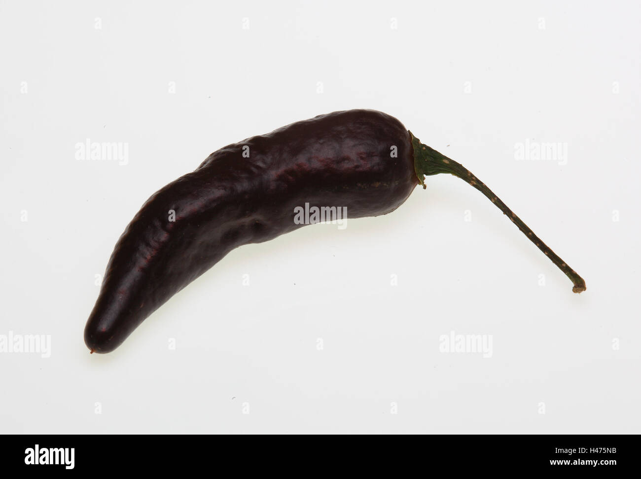 Pimenta da Neyde Black Chili, peperoncino, Capsicum annuum Foto Stock