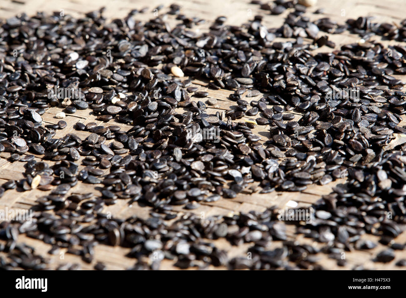 Myanmar, midollo-PIPS a secco di uno steso, Foto Stock