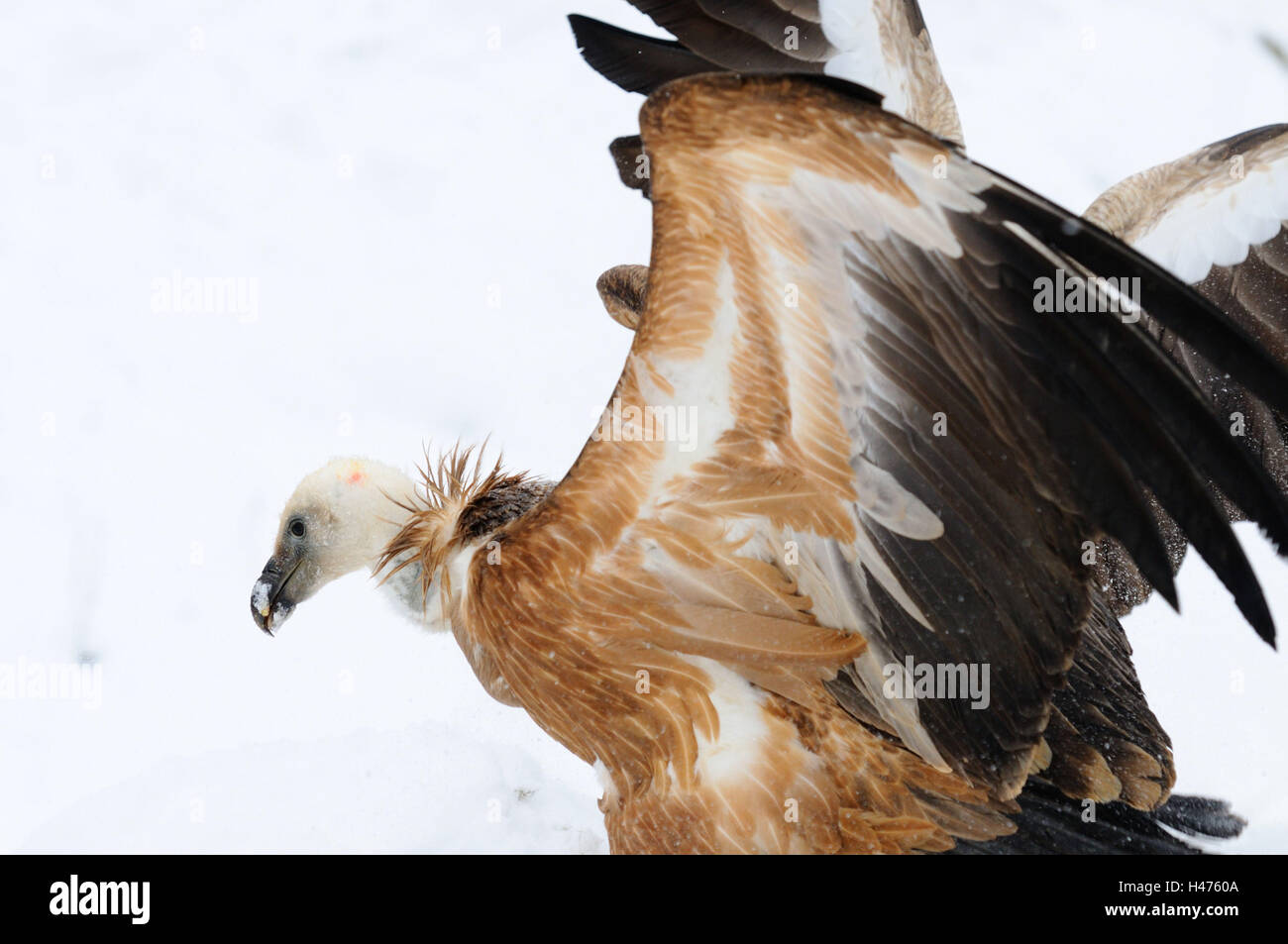 Grifone, Gyps fulvus, neve, vista laterale in piedi, Foto Stock Grifone, Gyps fulvus, neve, vista laterale in piedi, Foto Stock