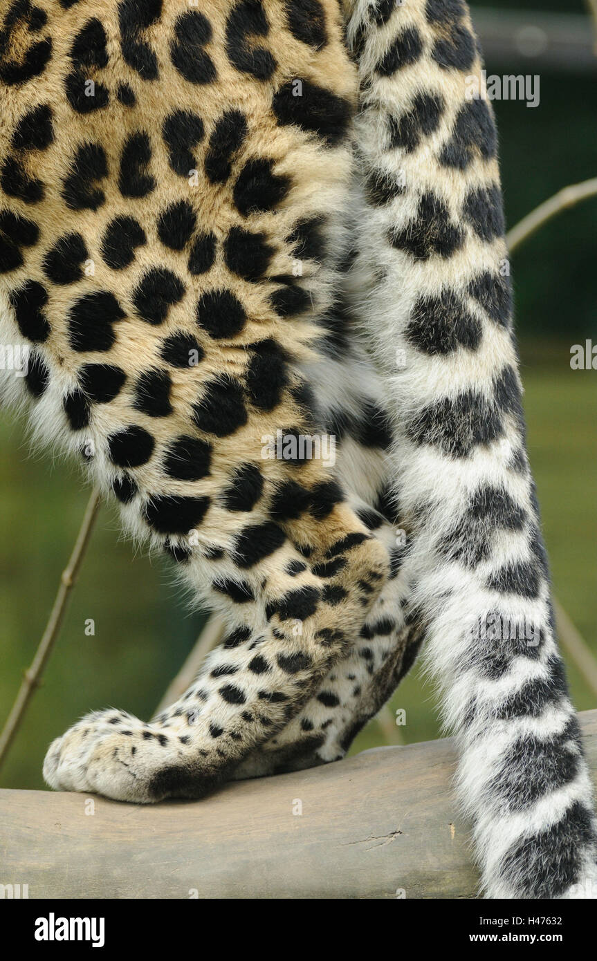 Leopardo di Amur, Panthera pardus orientalis, zampe posteriori, dettaglio, vista laterale in piedi, Foto Stock