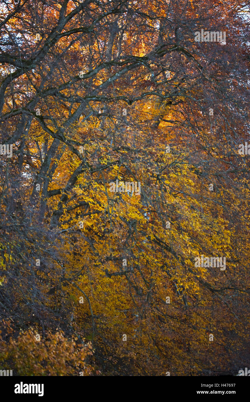 Alberi e foglie di autunno, fogliame autunnale, fogliame, autunno, stagione, foglie, rossastro, giallo, deperibili, appassiti, latifoglie, rami, ramoscelli, Foto Stock