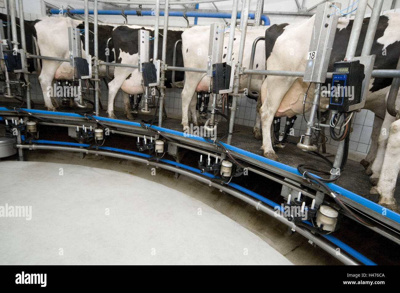 Mungere le mucche in rotanti di una sala mungitura, macchina di mungitura  Foto stock - Alamy