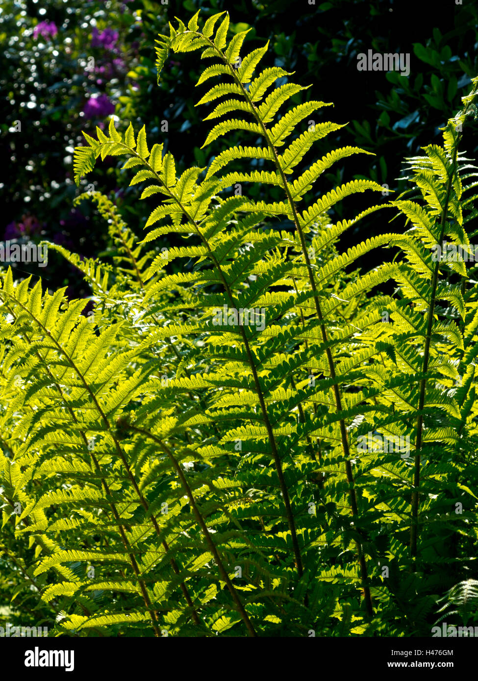 Vista retroilluminato di felci di una specie di piante vascolari che si riproducono tramite spore e non hanno né semi né fiori Foto Stock