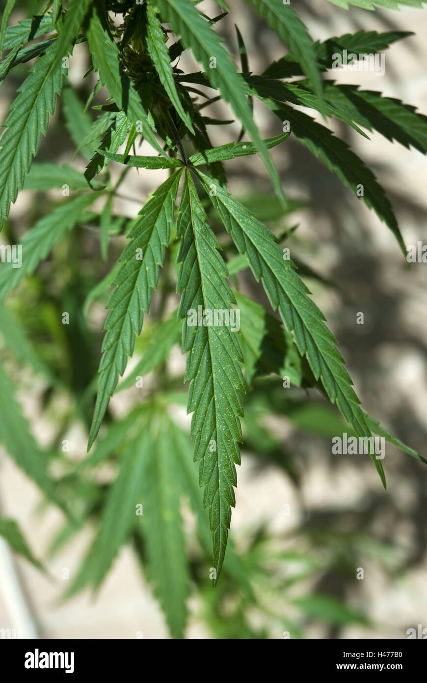 Pianta di cannabis, Foto Stock