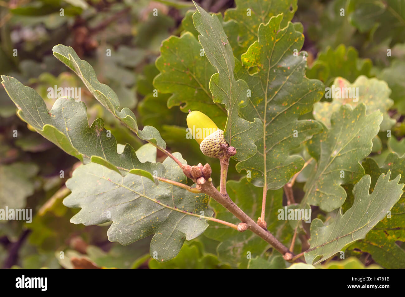 Acorn verde a fine estate su un albero di quercia Foto Stock