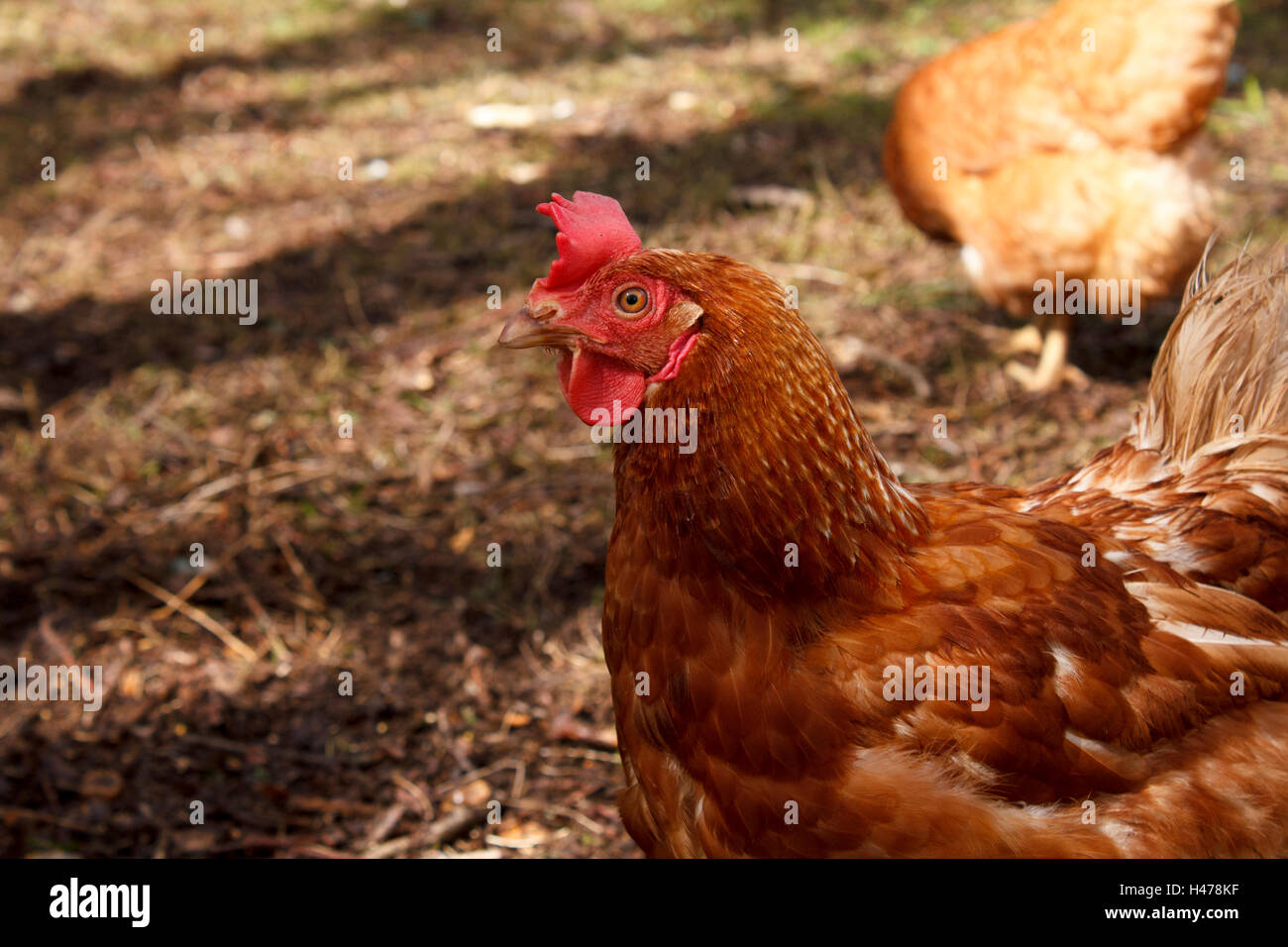Ibridi di pollo di salvataggio Foto Stock