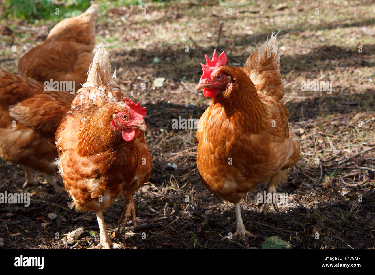 Salvataggio ibrido polli Foto Stock