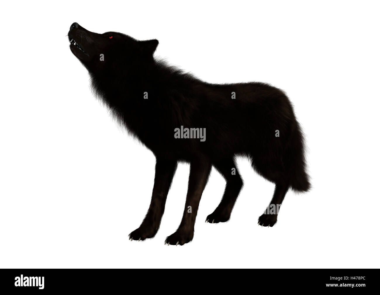 3D rendering di un black wolf isolati su sfondo bianco Foto Stock