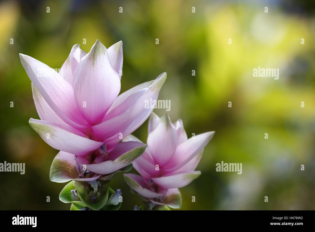 Siam tulip o Curcuma alismatifolia Gagnep. i fiori di colore rosa in Chaiyaphum provincia, Thailandia. Foto Stock