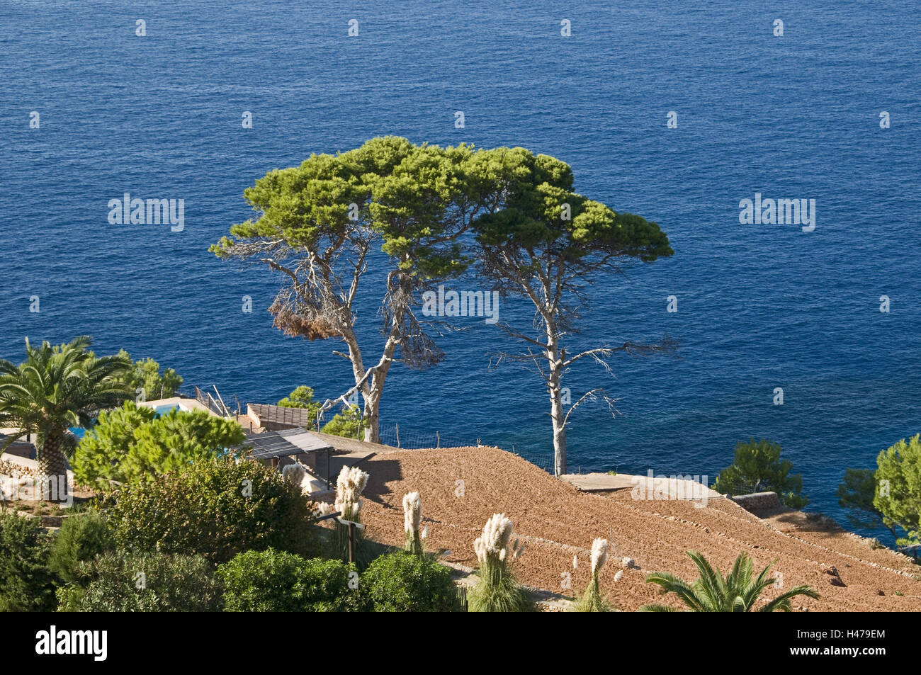 Spagna Isole Baleari Maiorca, costa ovest, Banyalbufar, costa, pini, Foto Stock