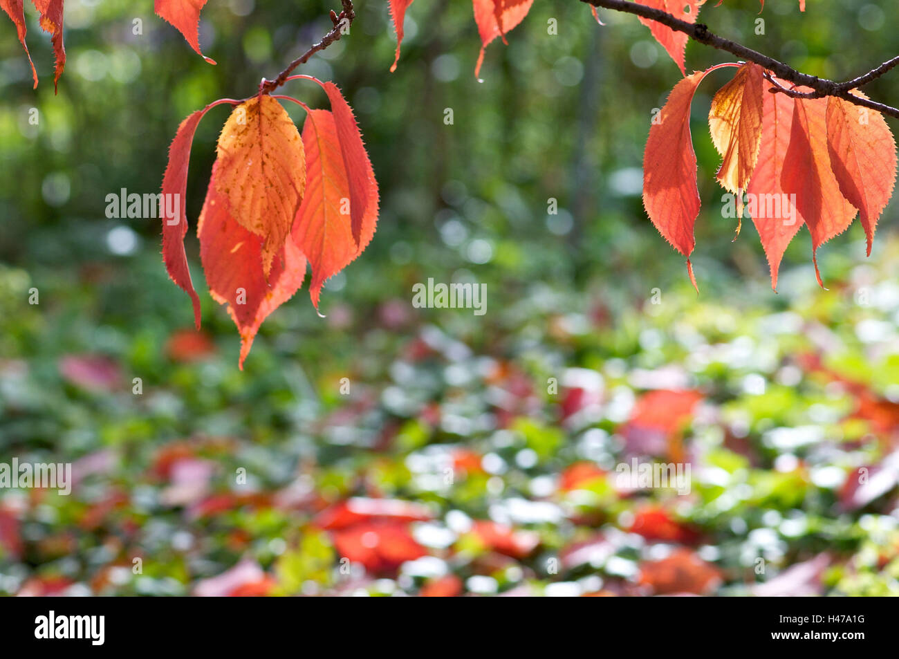 Tree, ramo e foglie di autunno, retroilluminazione Foto Stock
