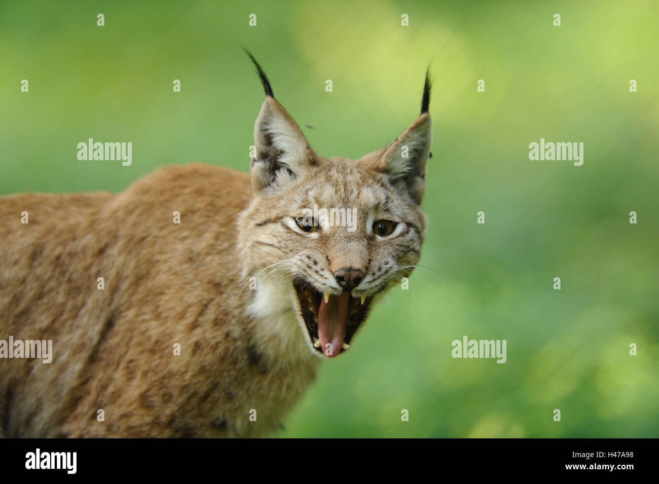 Eurasian, Lynx Lynx lynx, sibilo, ritratto, visualizza fotocamera, Foto Stock
