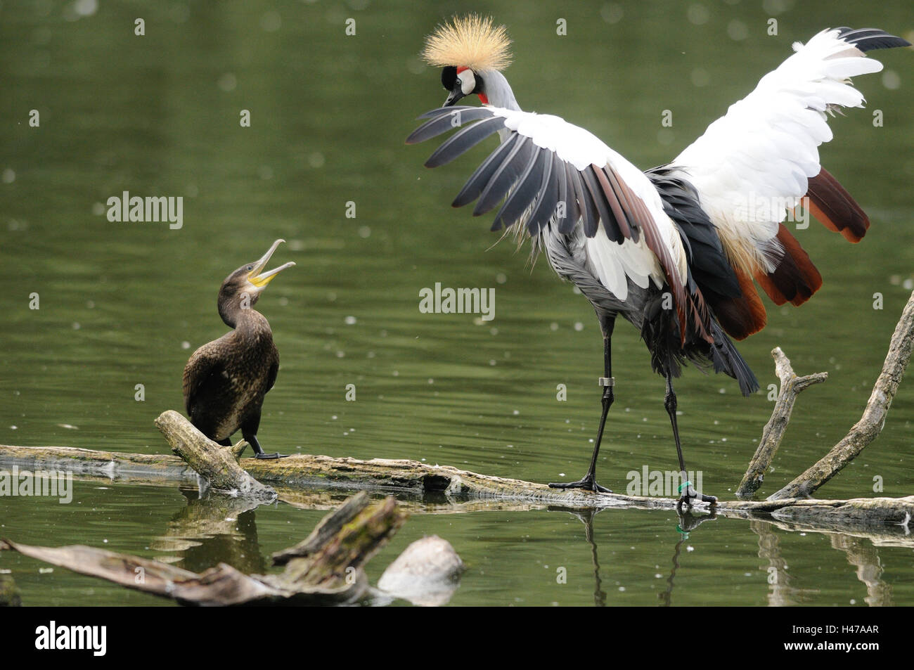 Sud Africa-crown crane, Balearica regulorum,, cormorano Phalacrocorax carbo, attacco, lotta, Foto Stock