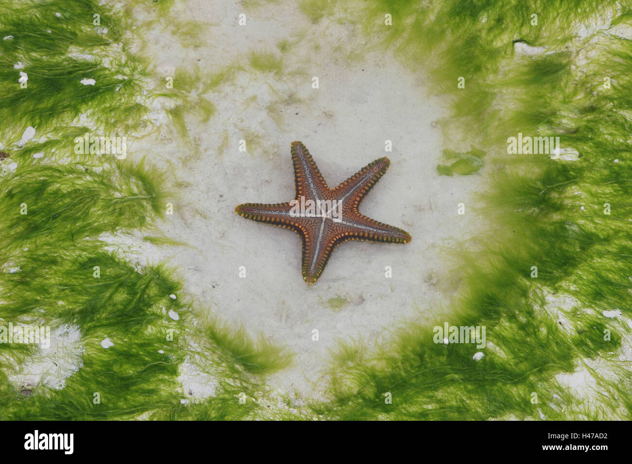 Starfish, Oceano Indiano, Foto Stock