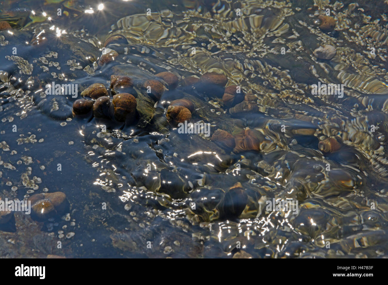 Brown molluschi su una roccia in acqua Foto Stock