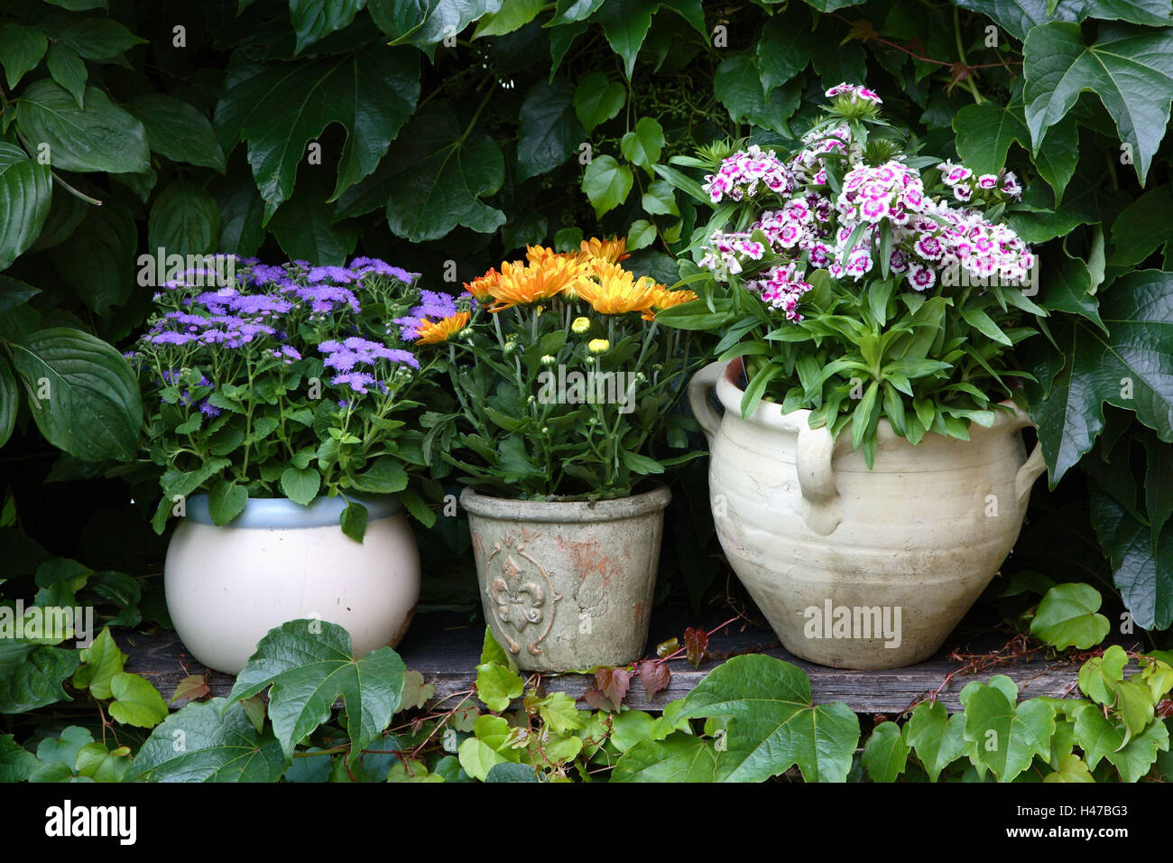 Vasi da fiori, fiori, giardino, Foto Stock