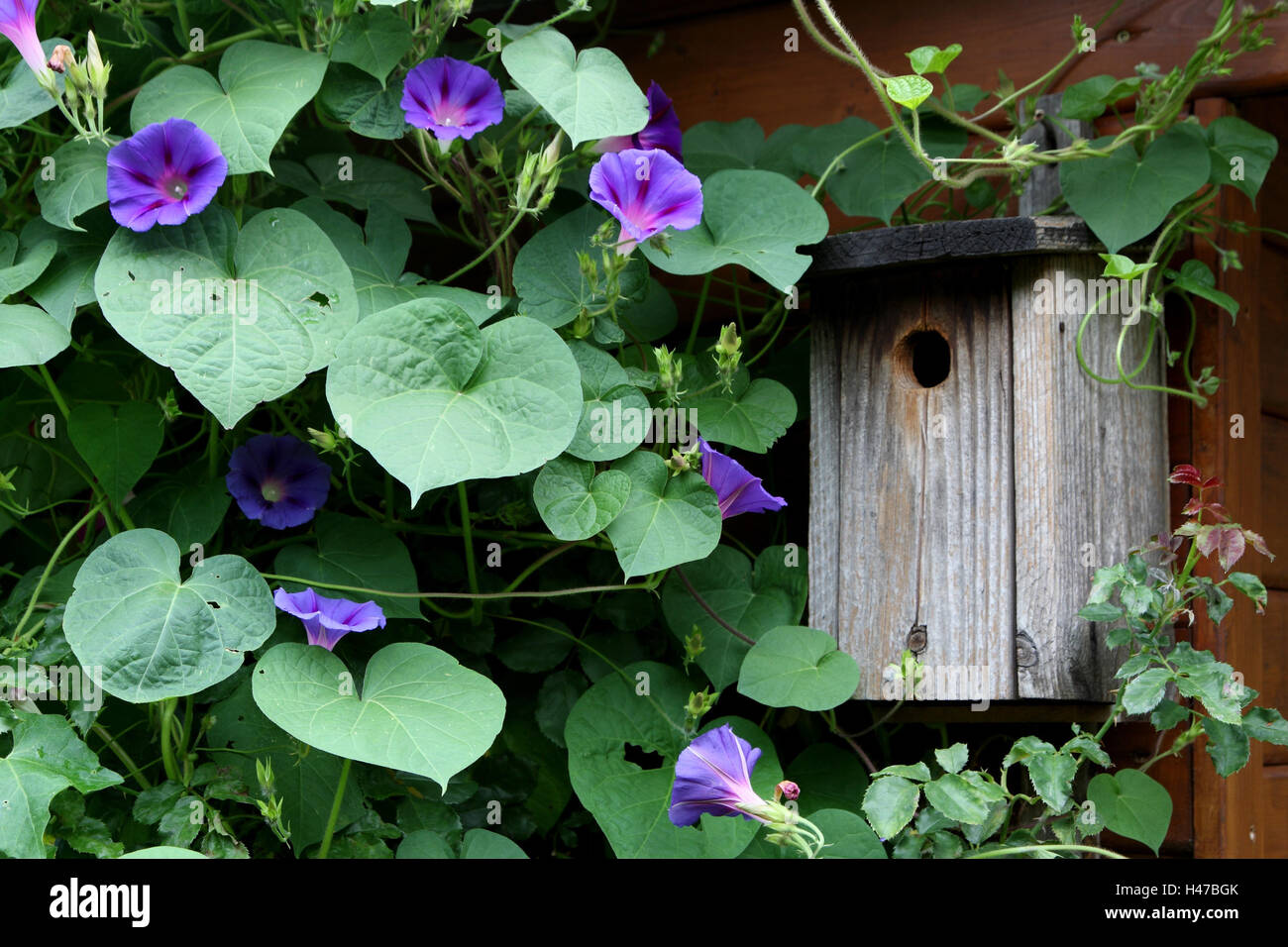 Summer house, facciata, dettaglio, imbuto di verricello, nesting box, Foto Stock