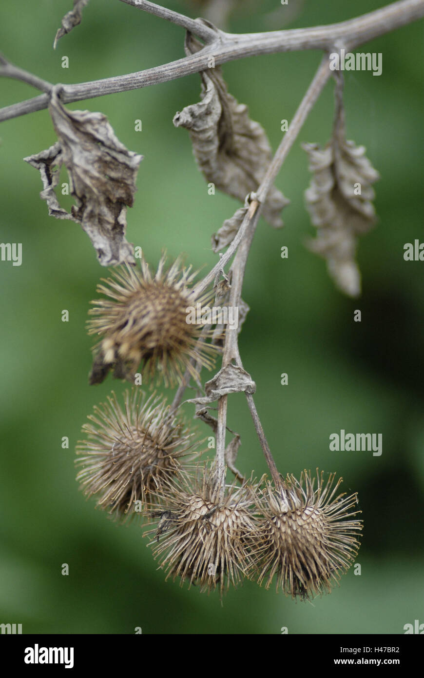 Acker-Kratzdistel, Cirsium avense e cesti di fiori, foglie, steli, marrone, Foto Stock