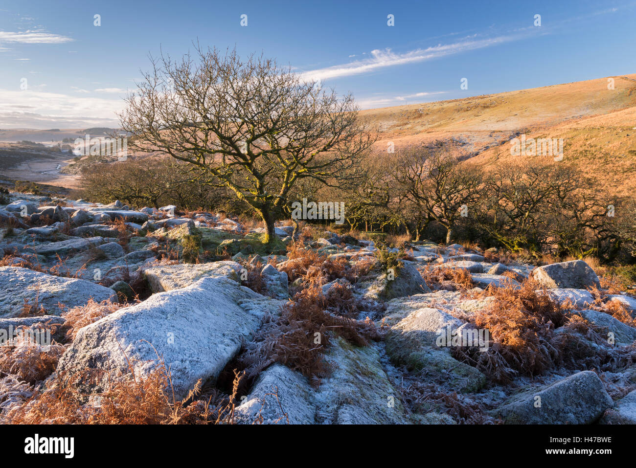Frosty moorland nella periferia di Wistman il legno, Dartmoor Devon, Inghilterra. Inverno (dicembre) 2014. Foto Stock