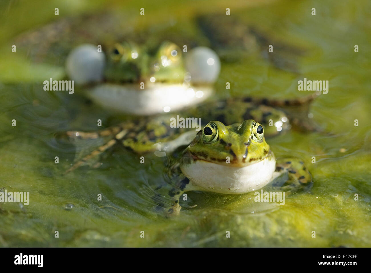 Rane commestibili, Rana lessonae, combinazione, Foto Stock