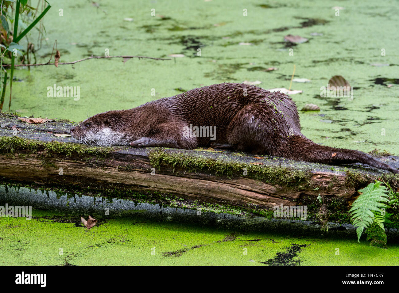 Unione Lontra di fiume (Lutra lutra) scent-log di marcatura su stagno strisciando sul ventre e mento sfregamento Foto Stock
