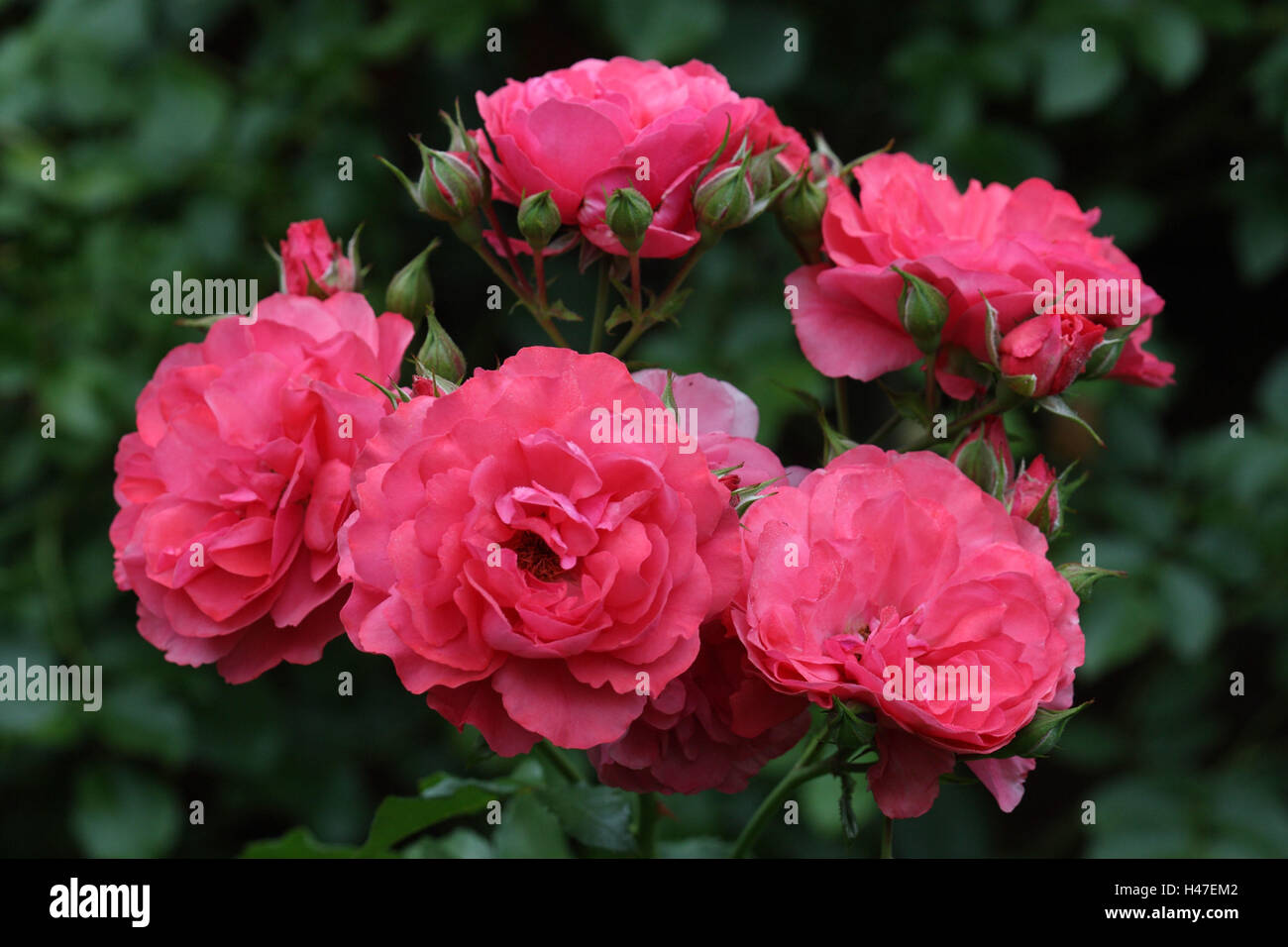 Rosa rossa, Foto Stock