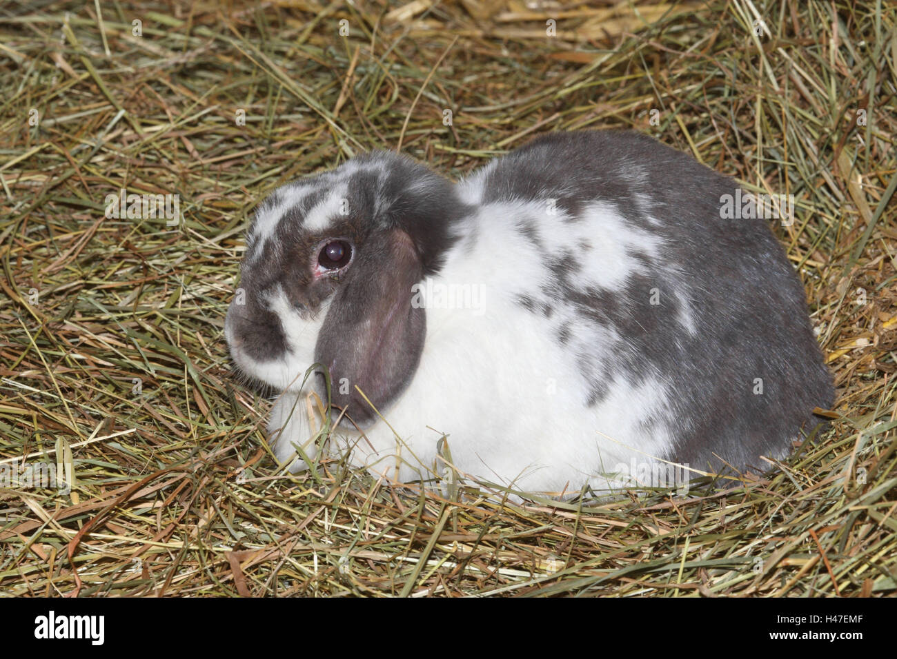 Casa conigli in paglia Foto stock - Alamy
