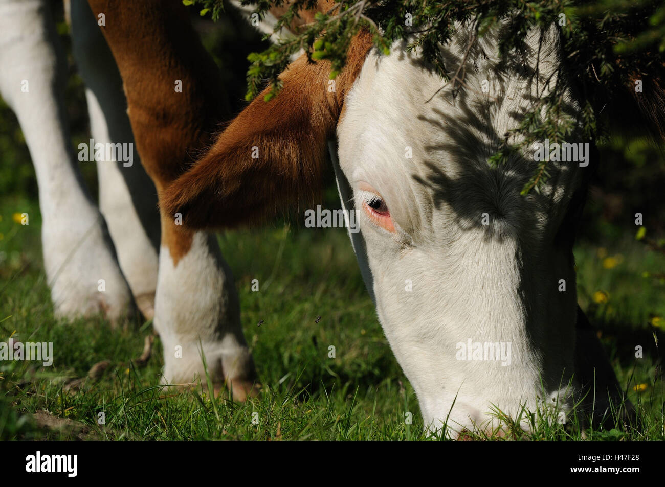Casa bovini, Bos primigenius Taurus, ritratto, vista laterale, dettaglio, mangiare, Foto Stock