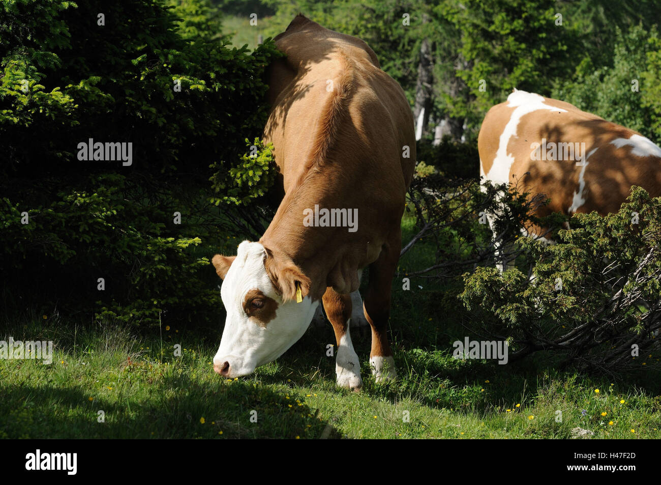 Casa bovini, Bos primigenius Taurus, stand, mangiare con testa, paesaggi, Foto Stock