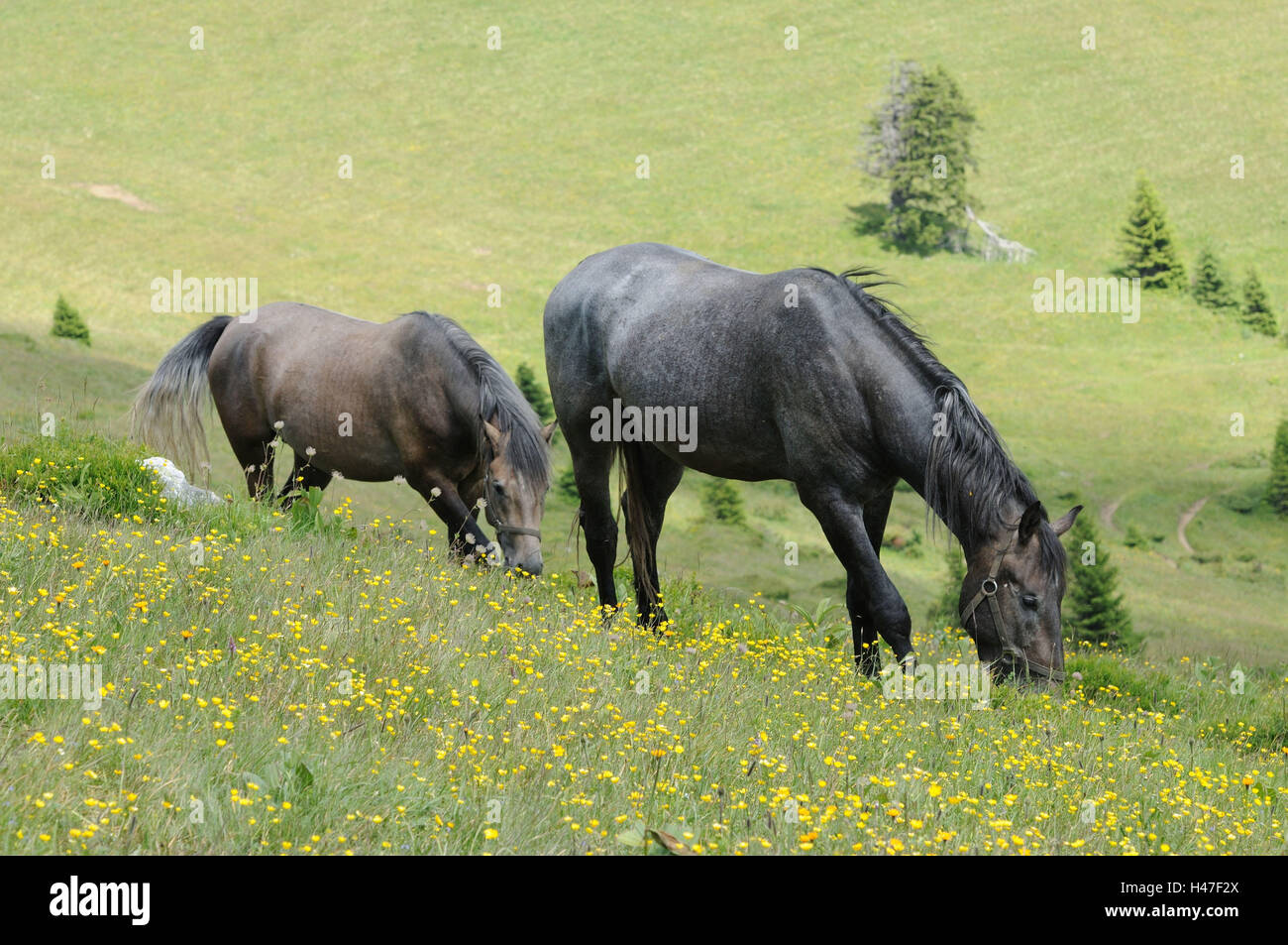 I cavalli domestici, Equus ferus caballus, vista laterale, stand, mangiare, fiore prato, paesaggi, Foto Stock