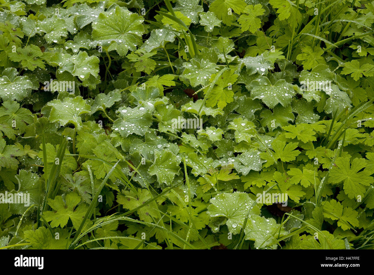 Foglie con acqua caduta, Foto Stock
