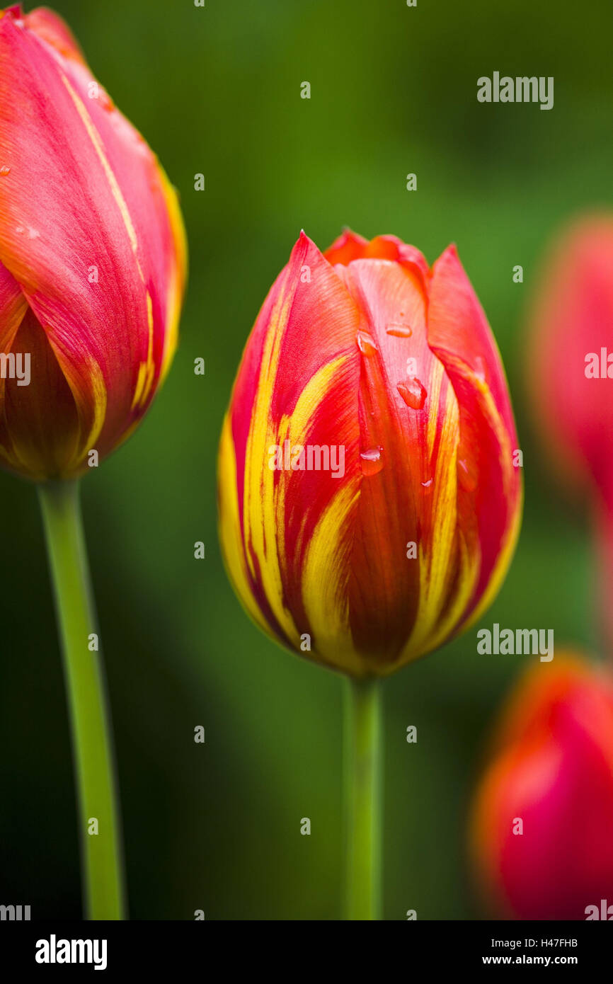 Arancione rosso giallo listati tulip con gocce di pioggia, Foto Stock