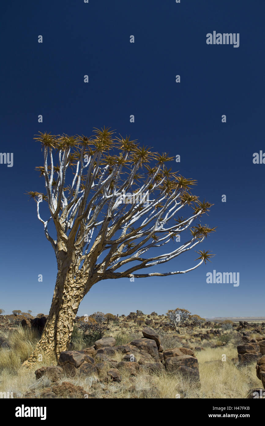 Africa, Namibia, regione Karas Keetmanshoop, quiver tree con legno di Keetmanshoop, quiver tree, Quivertree Forest, Foto Stock