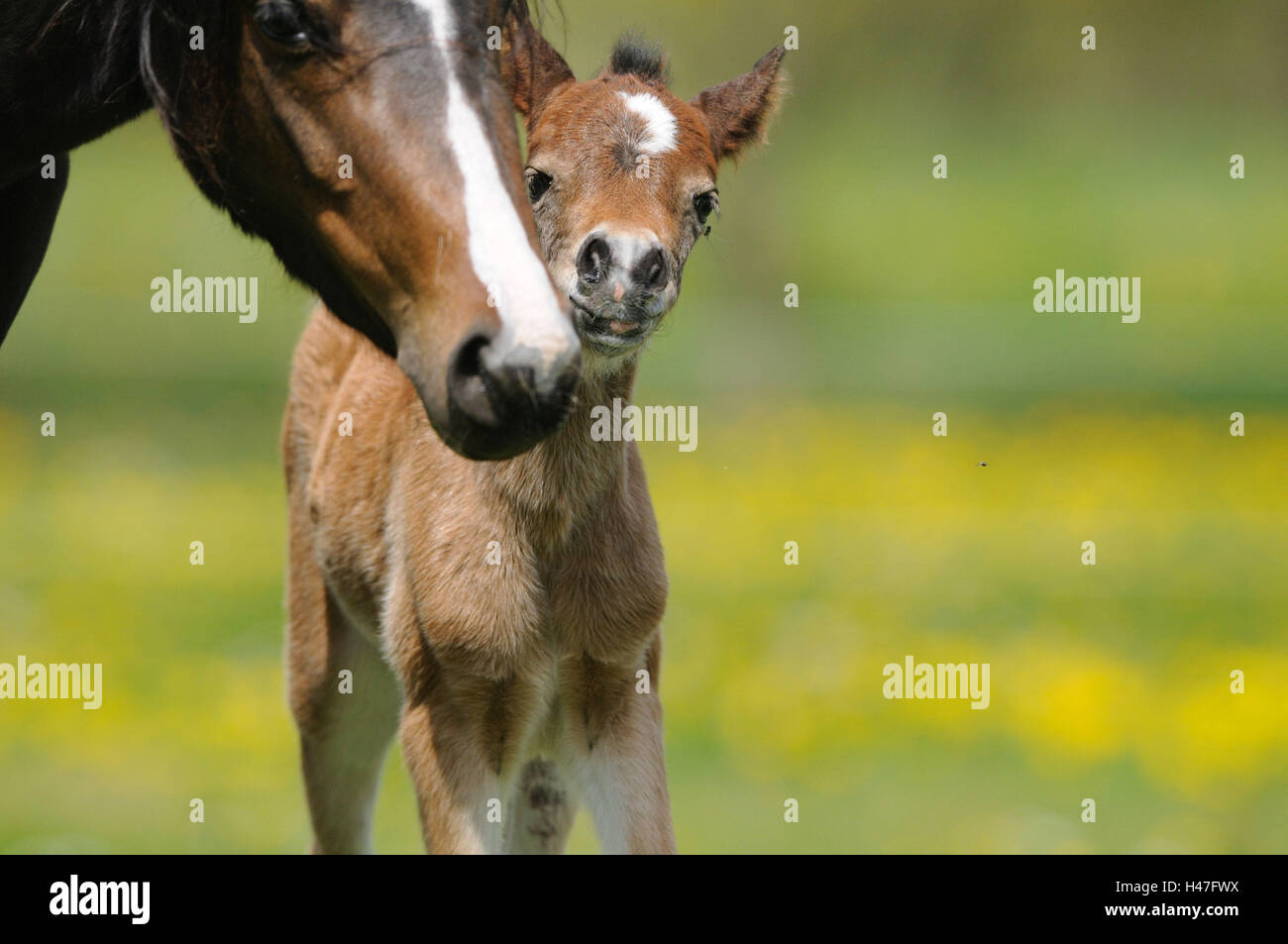 Pony Welsh, madre con puledro, vista frontale, in piedi, guardando la telecamera, Foto Stock