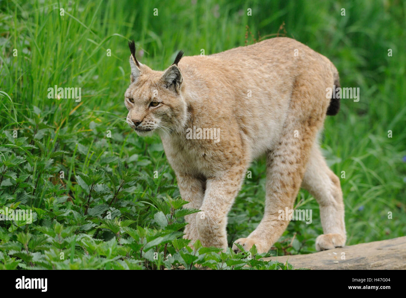 Eurasian, Lynx Lynx lynx, prato, vista laterale, go, vista la telecamera, Foto Stock