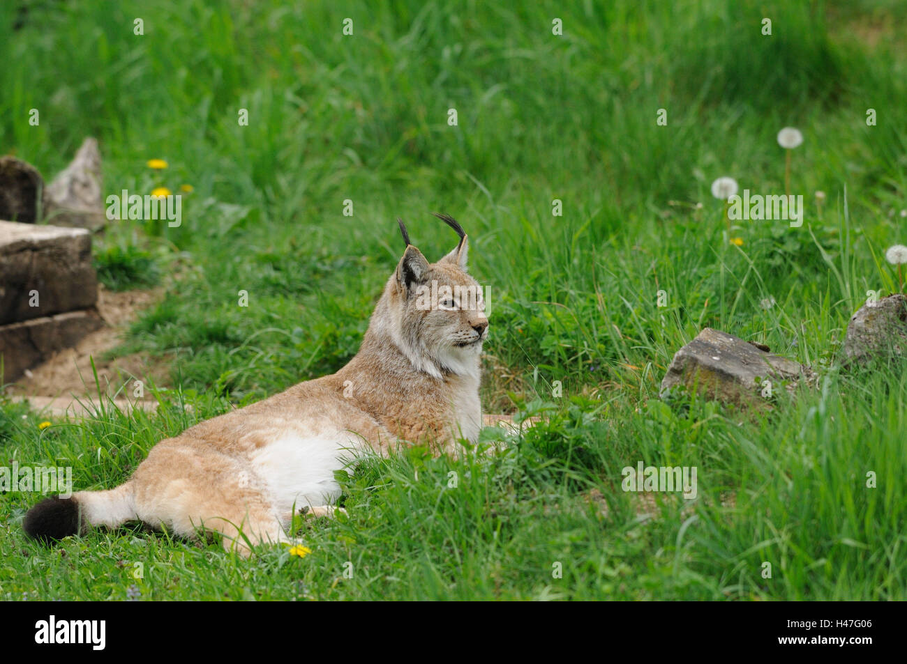 Eurasian, Lynx Lynx lynx, prato, vista laterale, giacciono, Foto Stock