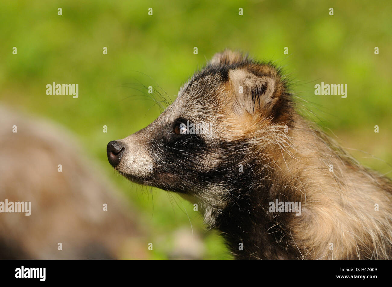 Martora's Dog, Nyctereutes procyonoides, ritratto, vista laterale Foto Stock