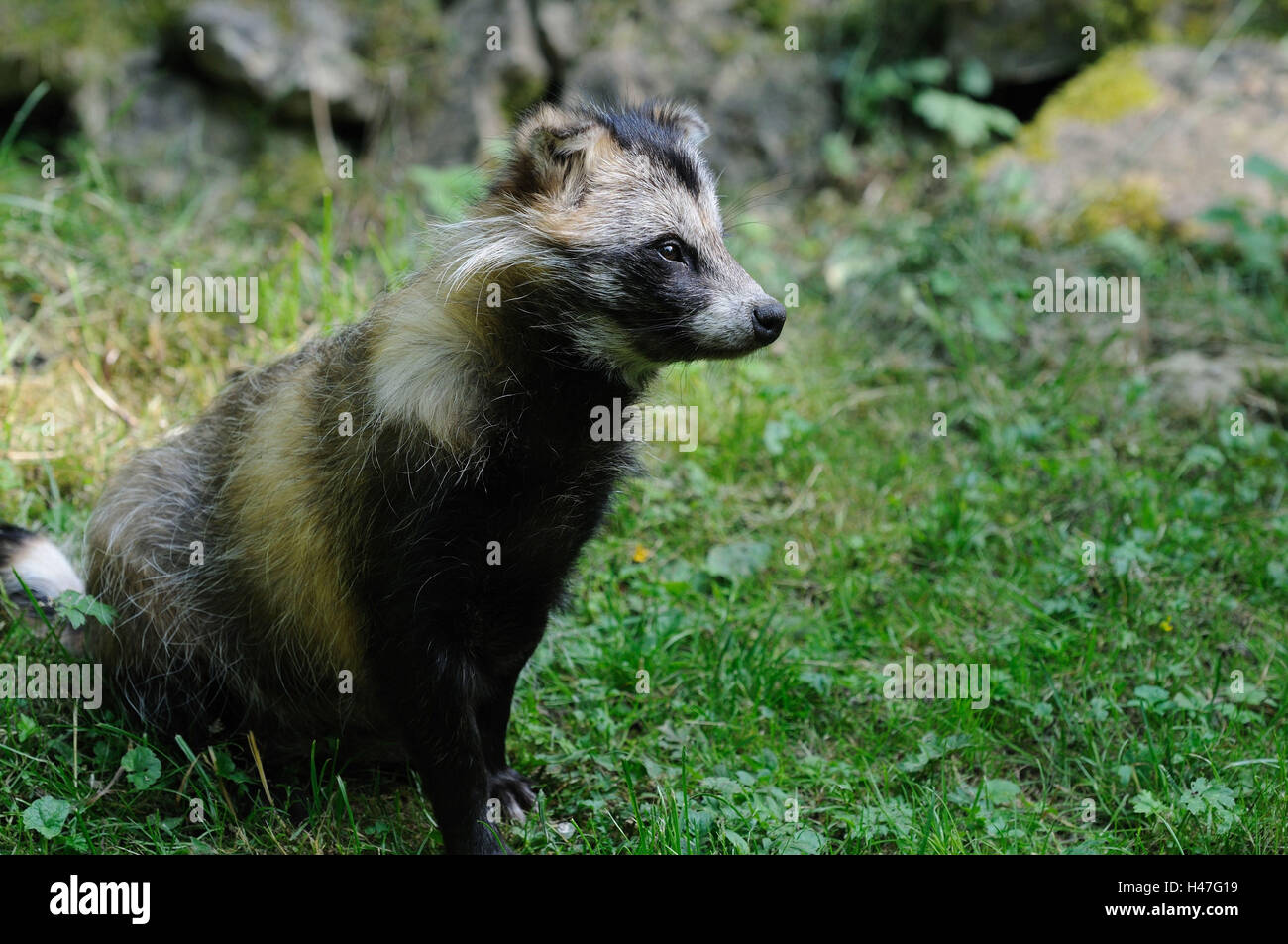 Martora's Dog, Nyctereutes procyonoides, prato, vista laterale, sedersi, Foto Stock