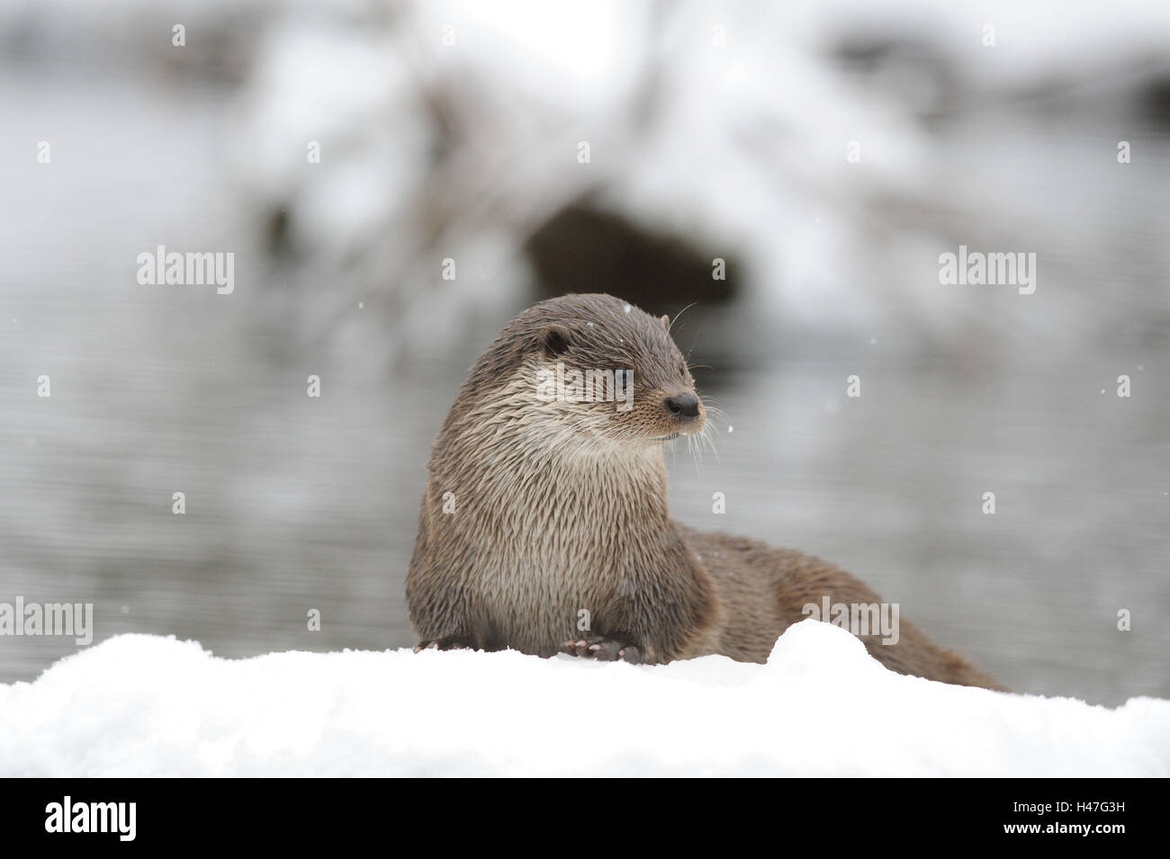 Lontra europea, Lutra lutra, sdraiato, vista laterale, neve in inverno, Foto Stock