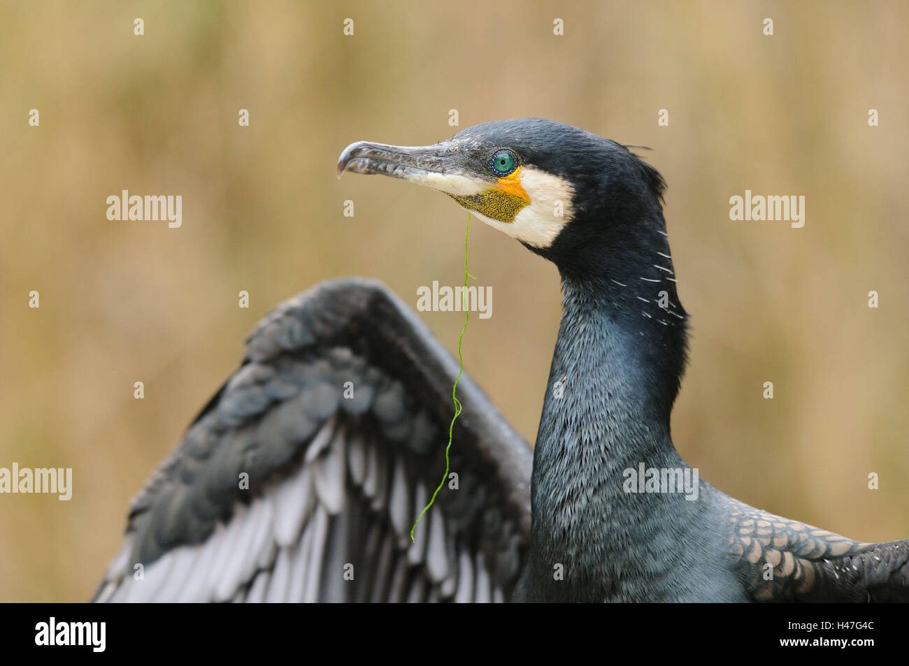, Cormorano Phalacrocorax carbo, metà ritratto, vista laterale, la messa a fuoco in primo piano, Foto Stock , Cormorano Phalacrocorax carbo, metà ritratto, vista laterale, la messa a fuoco in primo piano, Foto Stock