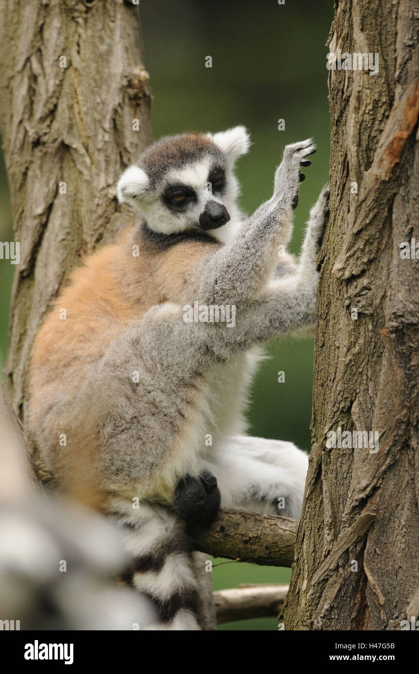 Anello-tailed lemur, lemuri catta, ramo, tronco, vista laterale, seduto, dormire, guardando la fotocamera, la messa a fuoco in primo piano, Foto Stock