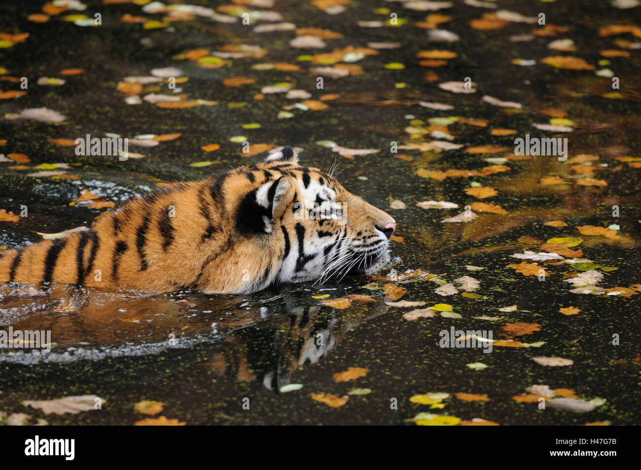 Tigre Siberiana, Panthera tigris altaica, acqua, vista laterale, nuotare, Foto Stock