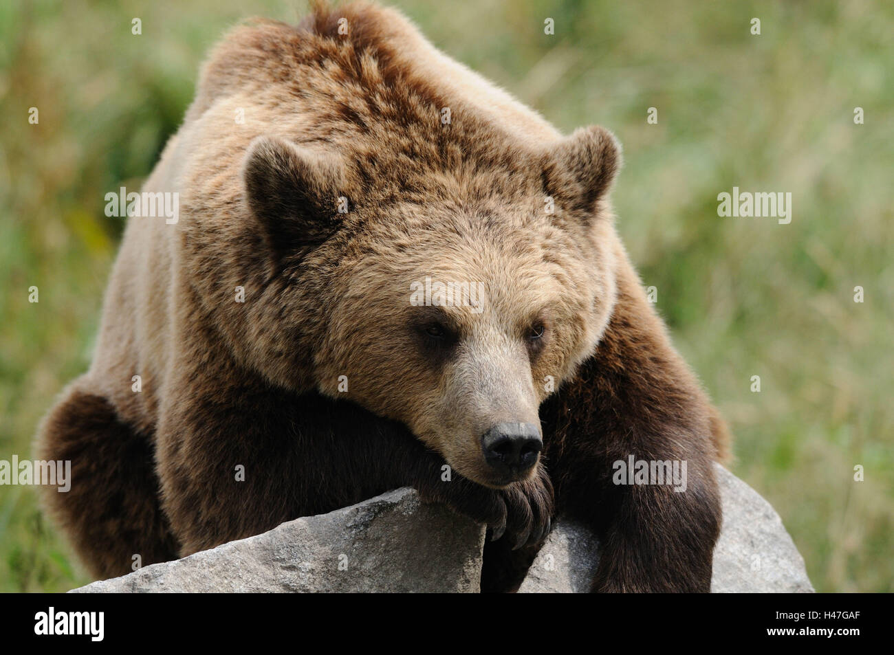 Unione di orso bruno Ursus arctos arctos, rock, vista frontale, sdraiato, guardando la telecamera, Foto Stock